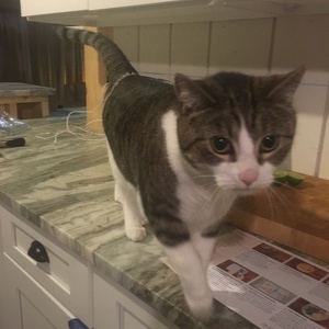 Fundraising Page: Sheryl Campbell